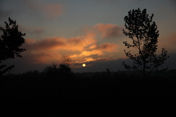 sunrise in the forest