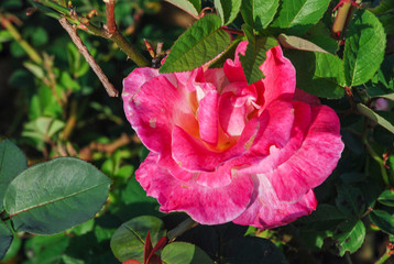 Pink Rose flower blooming in Nan province, Thailand.