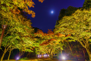 日本の秋 水戸偕楽園公園 もみじ谷の紅葉ライトアップ