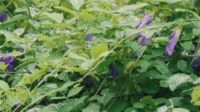 a beautiful butterfly pea in the garden