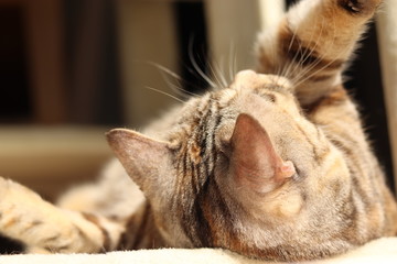 遊ぶ猫アメリカンショートヘアー