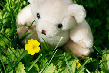 Cute teddy bear in grass and flowers