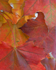 Naklejka na ściany i meble Autumn Leaf