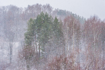 Heavy snow and forest