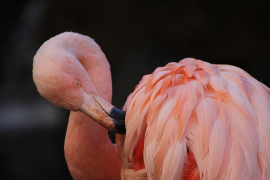 Pink Flamingo Birds Preening 