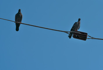 Two birds on a high voltage line