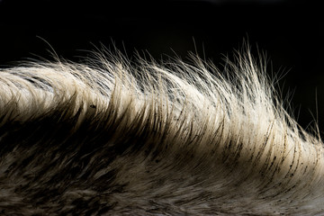 Closeup of a white horse's mane, in rim light