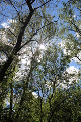 Obraz premium In the Tree Tops