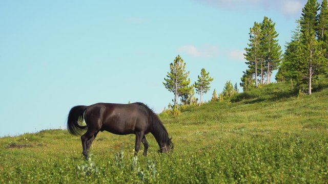 A beautiful black painted horse grazing on a green mountain meadow. Sunny summer weather and blue cloudy sky. 4k footage.