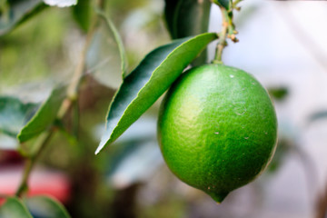 green lemon hanging from a brach of a lemon tree