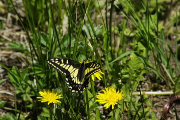 butterfly on a leaf