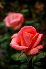 Blooming red roses with raindrops on the petals of buds