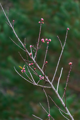 Árbol con flores y bokeh