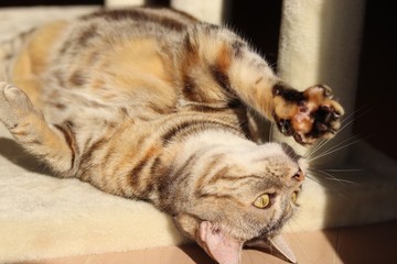 肉球を見せる猫アメリカンショートヘアー