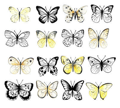 Set of butterflies. Vintage elegant ink and pencil illustration.