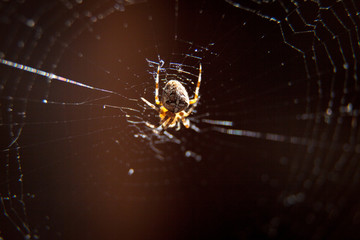 A spider spinning its web