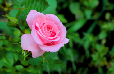 A rose flower with dew drops on the background of buds and greenery has not fully blossomed. Pink rose after rain on a background of blurred greenery in the garden. Artistically blurry.