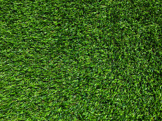Fototapeta premium Beautiful green grass texture use as natural background for design in outdoor