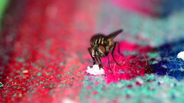 Medium closeup of a housefly (Musca domestica) feeding from sugar leftovers on a tablecloth. Front view, with clear detail of labium eating the sugar.
