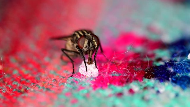 A housefly (Musca domestica) feeding from leftovers on a tablecloth. Close-up with detail of labium at work on sugar.