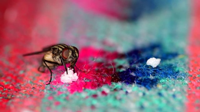Medium closeup of a housefly (Musca domestica) feeding from sugar leftovers on a tablecloth. Semi-profile with clear detail of labium eating the sugar.