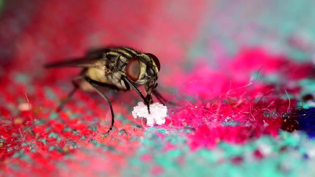 A housefly (Musca domestica) feeds from sugar leftovers on a tablecloth. Close-up, semi-profile, clear detail of labium eating the sugar.