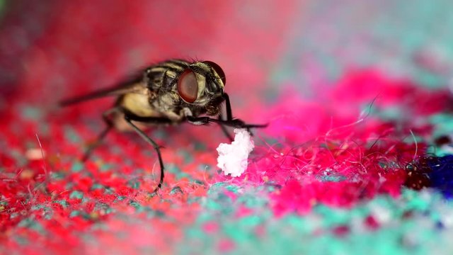 Housefly (Musca domestica) feeding from sugar leftovers on a tablecloth, then cleaning its front legs. Close-up, semi-profile, clear detail of labium eating the sugar.