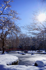 Obraz premium 雪の華が咲いたような桜の木が池を囲む公園の雪景色