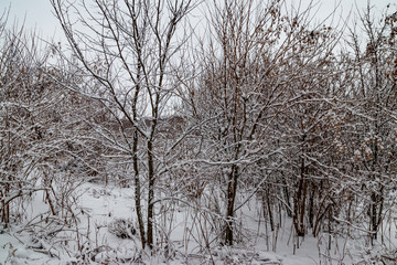 Trees covered with fresh snow in winter forest
