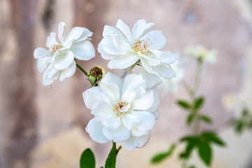 Blooming white roses