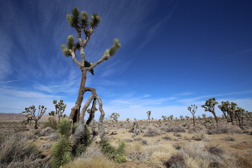 Joshua trees in Joshua Tree National park with blue sky and desert rocks