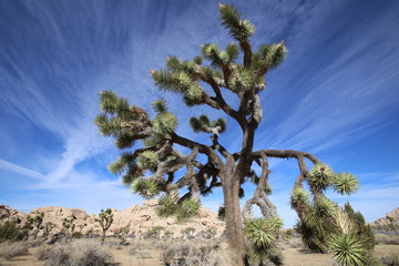 Fototapeta na wymiar Joshua trees in Joshua Tree National park with blue sky and desert rocks