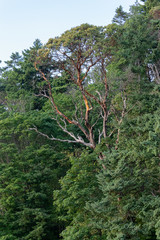 top of forest tree line with maples and moss in washington
