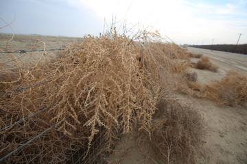Dry tumbleweed tangled on fence