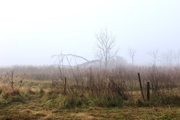 Obraz premium In the Fog