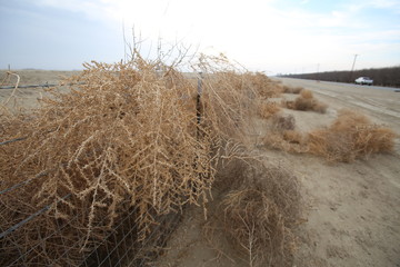 Dry tumbleweed tangled on fence