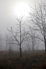 Obraz na płótnie Canvas Little Trees in the Fog