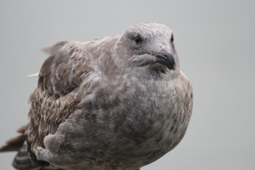 Young seagull