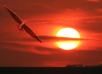 Fototapeta na wymiar the sun and bird