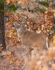 White-tailed Deer in Fall foilage
