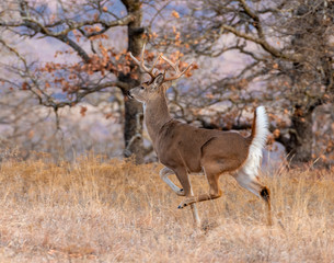Naklejka na ściany i meble White-tailed Deer in Fall foilage