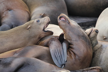 Sea lions resting peacefully in a pier
