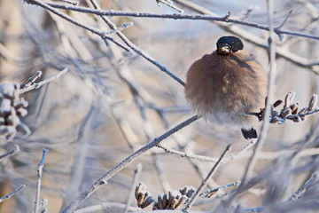 Bullfinch on a frosty sunny day. The male is a red breast. Female - gray breast