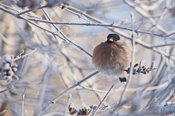 Bullfinch on a frosty sunny day. The male is a red breast. Female - gray breast