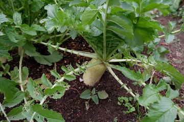 我が家の野菜畑のレタスとブロッコリーと大根