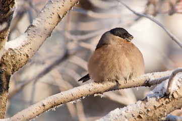 Bullfinch on a frosty sunny day. The male is a red breast. Female - gray breast