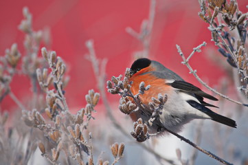 Bullfinch on a frosty sunny day. The male is a red breast. Female - gray breast