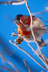 Bullfinch on a frosty sunny day. The male is a red breast. Female - gray breast