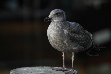Young seagull