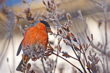 Bullfinch on a frosty sunny day. The male is a red breast. Female - gray breast